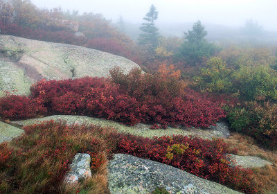 Fog, granite, and blueberries, Cadillac  Mountain, Acadia National Park, ME