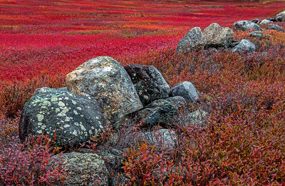 Boulder fence in blueberry field, Aurora, ME