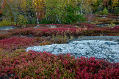 Washington County Blueberries, ME