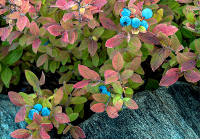 Blueberry fruit, Washington County, ME