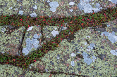 Joint pattern in granite, Cadillac Mountain, Acadia National Park, ME