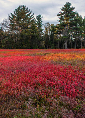 Multicolored blueberry leaves near Aurora, ME