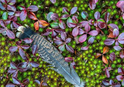 Turkey feather lying on moss and winterberry near Aurora, ME