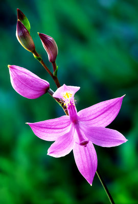 Grass Pink Orchid, The Ridges Sanctuary, Door County, WI