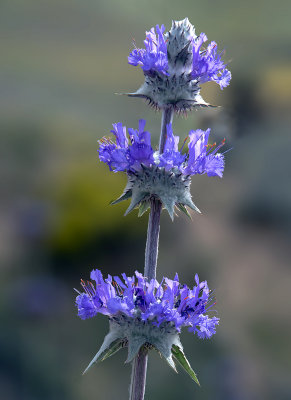 Thistle Sage, Antelope Valley, CA