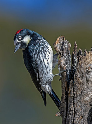 Acorn Woodpecker near Hereford, AZ
