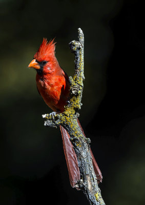 Northern Cardinal near Hereford, AZ