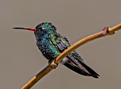 Broad-billed Hummingbird, Miller Canyon, AZ