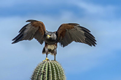 Sonoran Desert Museum Raptor Free Flight