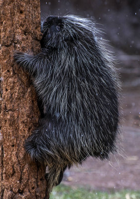 Porcupine