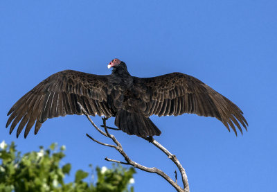 Turkey Vulture, Dead Horse Ranch State Park, AZ