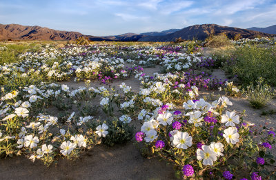 Desert Primrose and Sand Verbena, Anza Borrego Desert State Park, CA