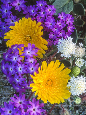 Desert Dandelion, Fremont Pinchusion, and Sand Verbena, Anza Borrego Desert Stte Park, CA