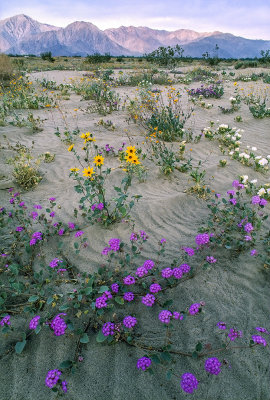 Desert Primrose, Dune Sunflower, and Sand Verbena, Anza Borego Desert State Prk, CA