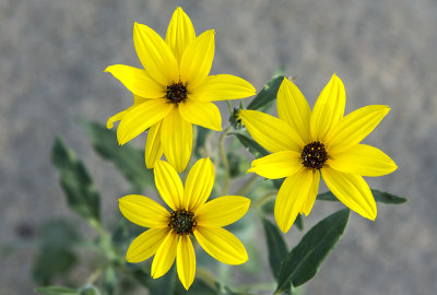 Dune Sunflower, Anza Borrego Desert State Park, CA