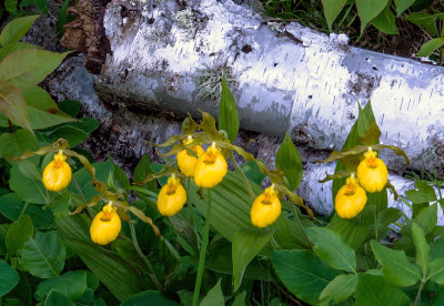 Yellow Lady's-slippers, Ridges Sanctuary, Door County, WI
