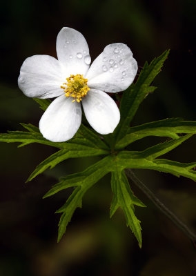 Canada Anenome, Ridges Sanctuary, Door County, WI