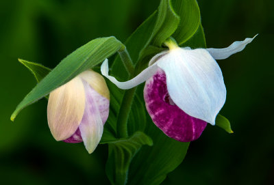 Showy Lady's-slippers, Door County, WI