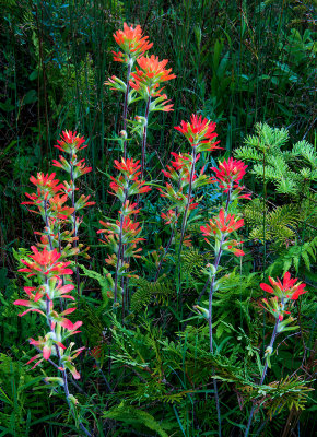 Indian Paintbrush, Ridges Sanctuary, Door County, WI
