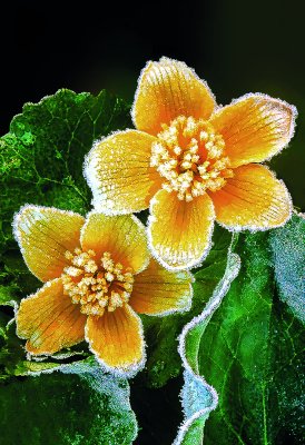 Frosted Marsh Marigolds, Ridges Sanctuary, Door County, WI