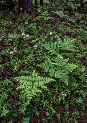Bracken Ferns and Labrador Tea, Ridges Sanctuary, Door County, WI