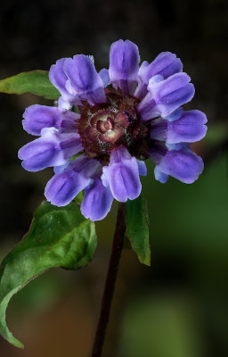 Self Heal, Ridges Sanctuary, Door County, WI