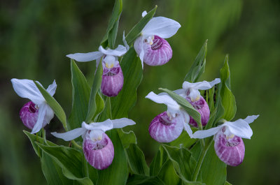 Showy Ladys-slippers, Door County, WI