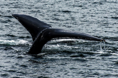 Humpback Whale Tail near Juneau, AK