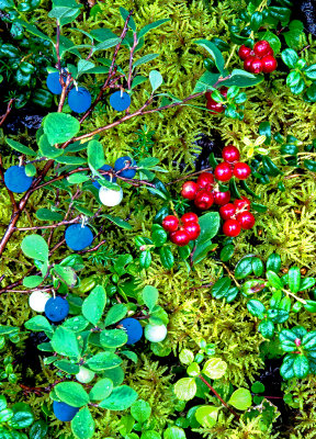 Blueberries, Lingonberries, and Sphagnum Moss, Boreal forest groundcover, Denali National Park AK