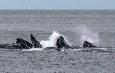 Humpback Whales bubble net feeding near Juneau, AK