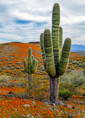 Saguaro and poppies, Peridot Mesa, San  Carlos Apache Reservation, AZ