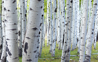 Large Birch Boles, Heart Prairie Preserve, AZ