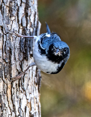 Black-throated Blue Warbler, Camp Verde, AZ