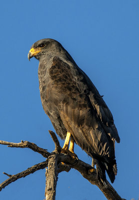 Common Black-Hawk 