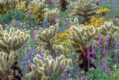  Cholla Cactus and annuals, Anza Borrego S. P., CA