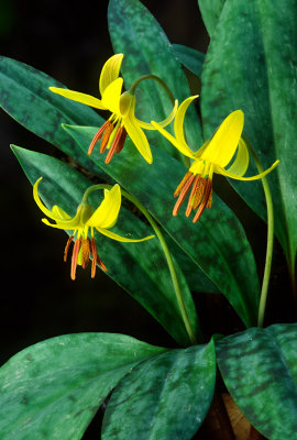 (MW33) Yellow Trout Lily, IL