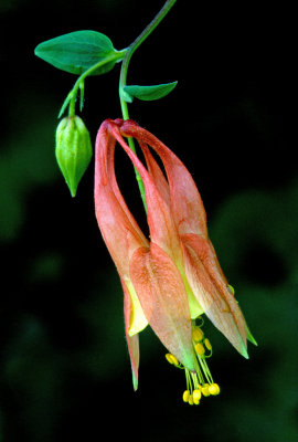 (MW42) Columbine, Ridges Sanctuary, Door Cunty, WI