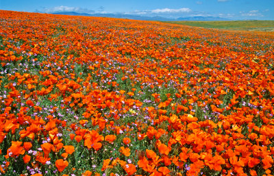  Poppies and Baby Blue-eyes, Antelope Valley Poppy Preserve, CA