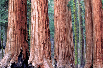 (CA6) Sequoias at General Grant Grove, Sequoia National Park, CA