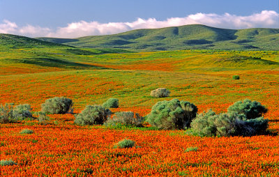  Antelope Valley State Poppy Reserve, CA