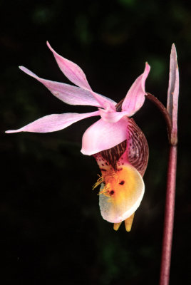 (O2) Calypso orchid, Flowerpot Island, Ontario, Canada