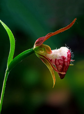 (O14) Rams-head orchid, Ridges Sanctuary, WI