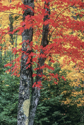 Red Maple, Hiawatha N. F., MI