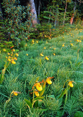 (MW9) Yellow Lady's-slippers among Horsetail Rushes, Ridges Sanctuary, Door County, WI