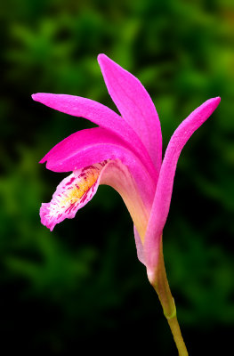  Arethusa Orchid,The Ridges Sanctuary, Door County, WI