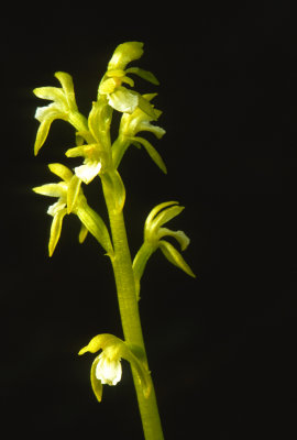 (O17) Spring coralroot, Ridges Sanctuary, WI