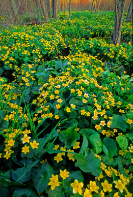 (MW50) Marsh Marigolds, Whitefish Dunes State Park, WI