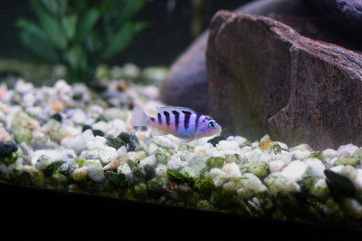 Cichlids3.jpg