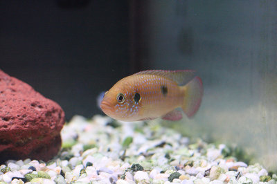 Cichlids4.jpg
