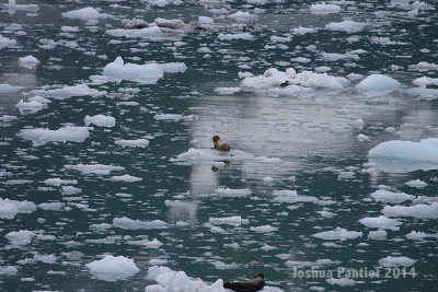 Alaska034.jpg
